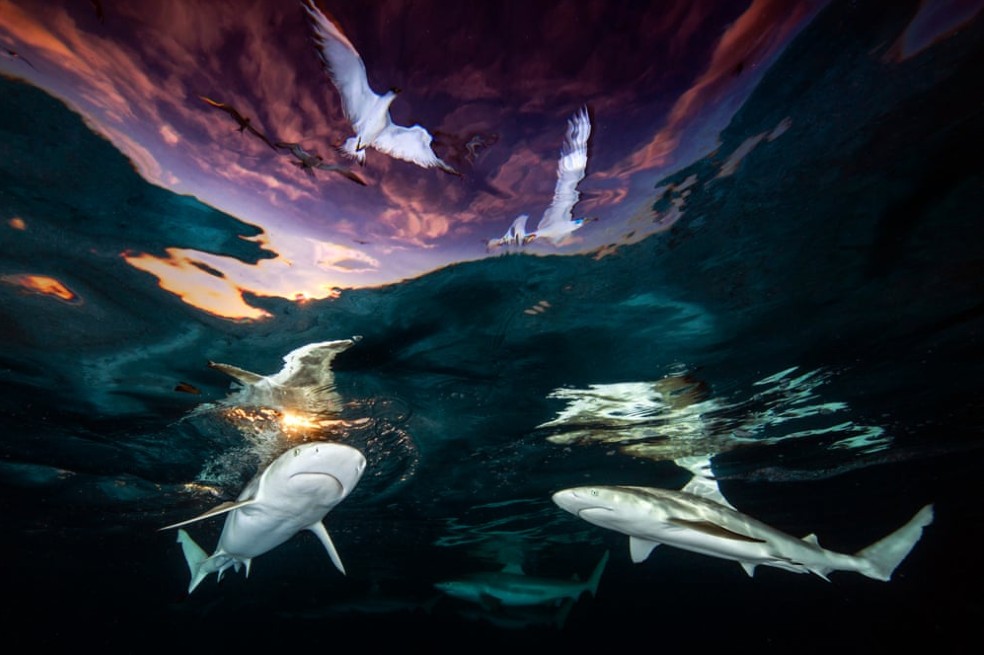 Categoría gran angular: Esta foto, titulada Tragaluz de tiburones, fue tomada por  Renee Capozzola, Estados Unidos, cerca de la costa de la isla de Mo'orea. Fue la ganadora del año.