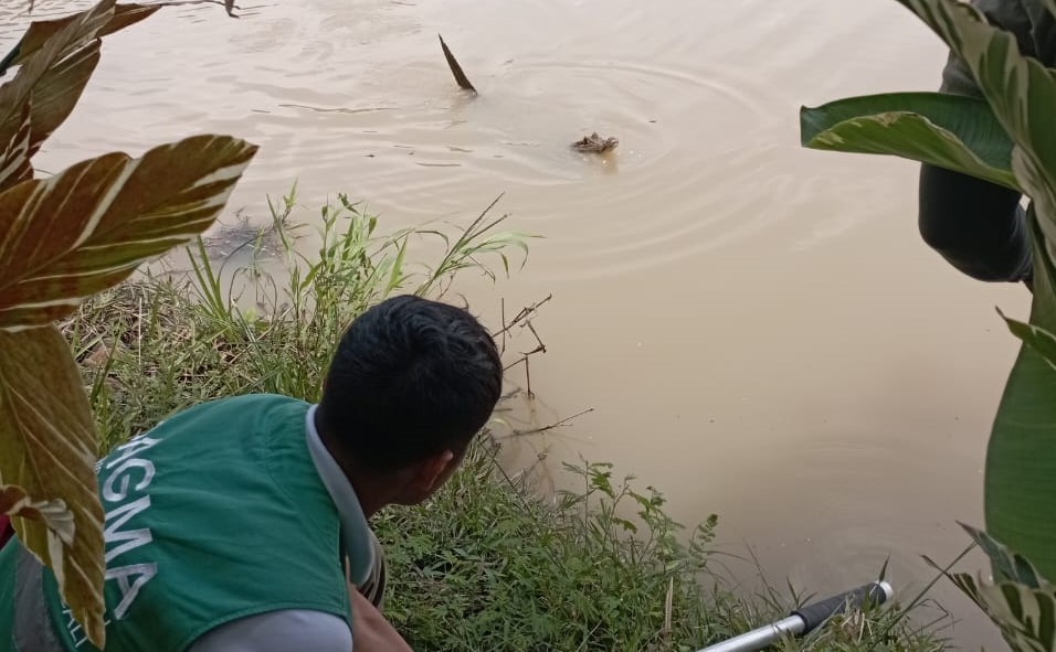 Trasladarán babillas del Humedal ‘La Babilla’ ubicado en exclusivo sector de Cali
