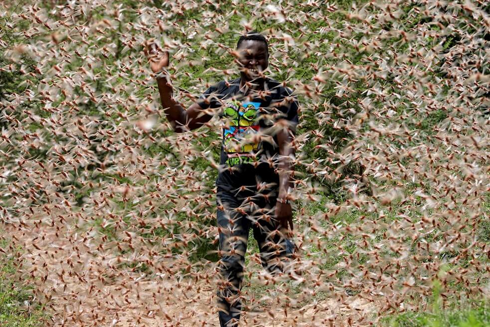 La peor plaga de langostas en 25 años azota el este de África