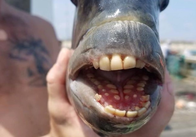 Capturan pez con dientes parecidos a los de los humanos en EE.UU.