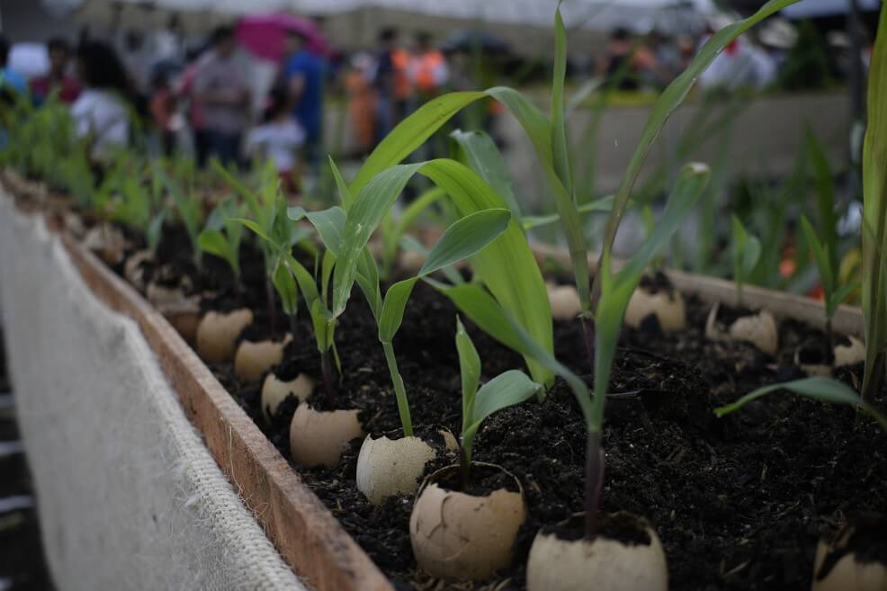 Plantar 10 árboles para graduarse de la universidad, el requisito que impondrá Filipinas
