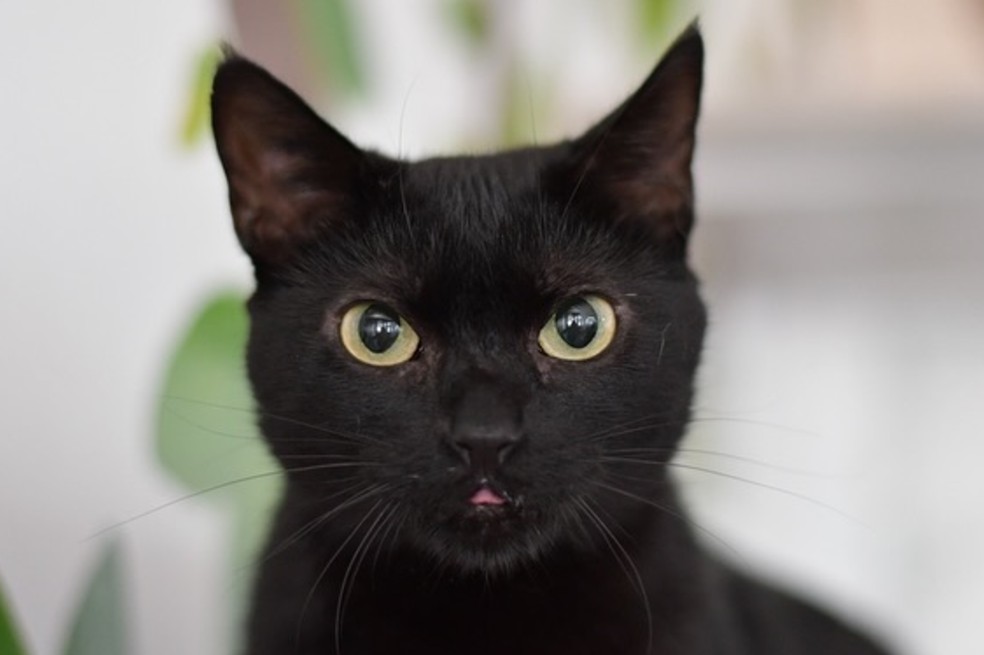 ¿Por qué a los gatos les gusta que les den palmadas en la parte trasera? ¿Es malo?