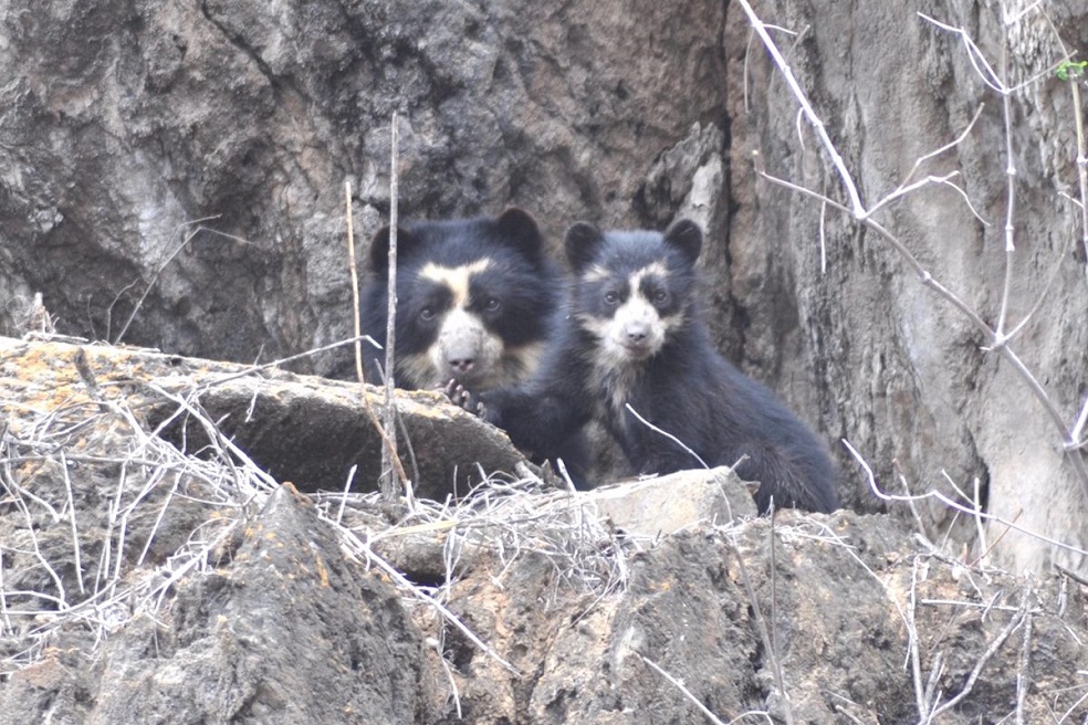 Los osos de anteojos se enfrentan a la desaparición de su hábitat.Foto: SBC PerúLa pérdida de su hábitat, la expansión agrícola y el crecimiento de las ciudades son las amenazas que deben enfrentar los osos de anteojos en los bosques secos del norte de Perú.
