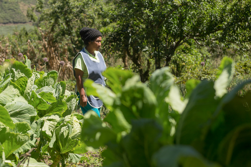 La apuesta agrícola para un Cauca en paz
