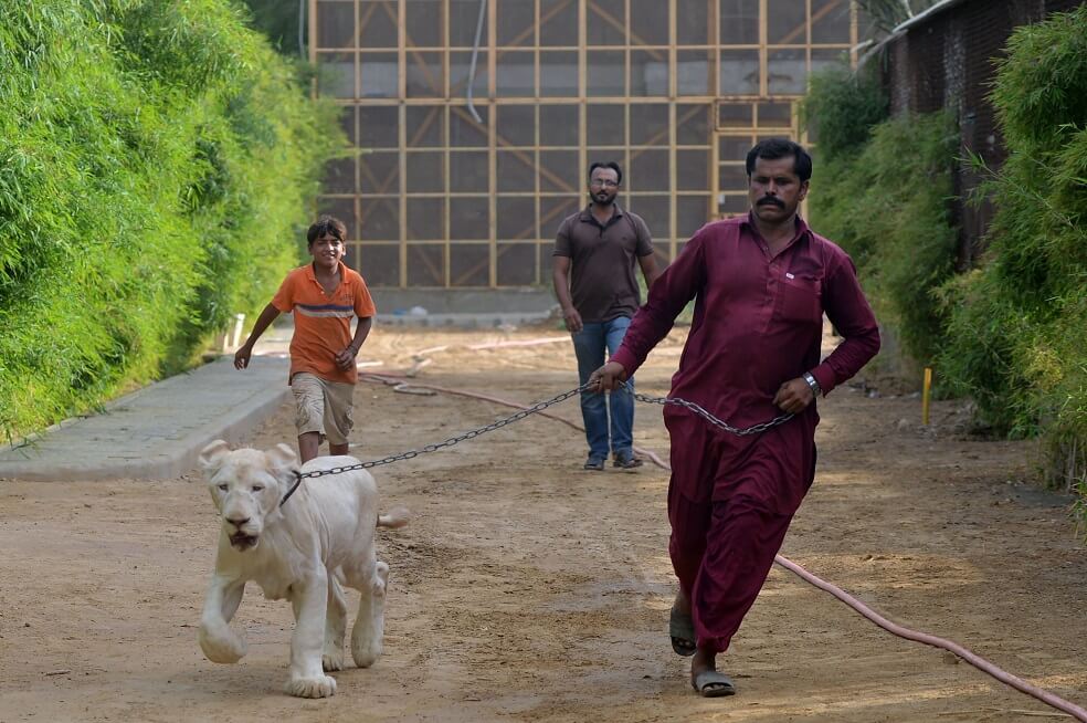 Un cuidador de leones camina junto a un león blanco de un zoológico privado en Karachi, Pakistán. / AFP