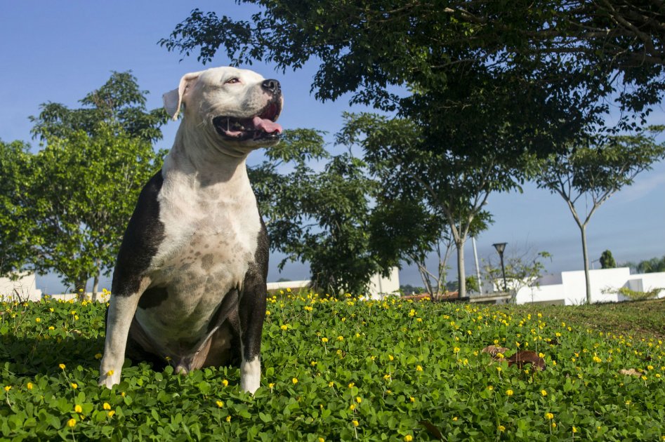 Así se reglamentará la tenencia de perros de “manejo especial”