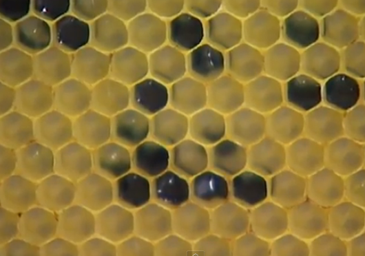 Abejas en Francia producen miel azul y verde