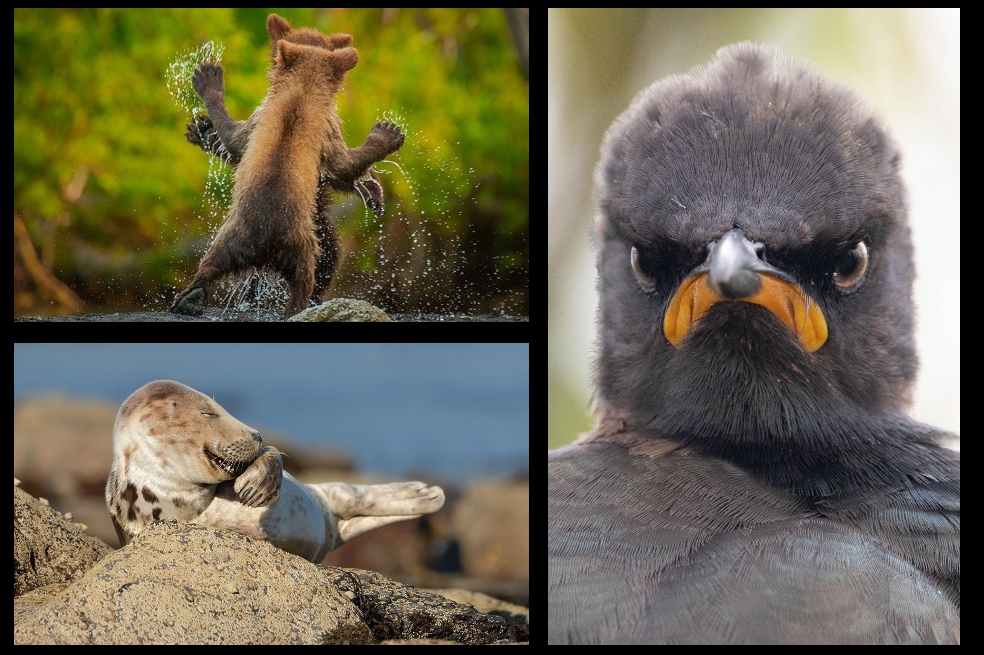 Estos son los finalistas de las imágenes más graciosas de la naturaleza en 2021
