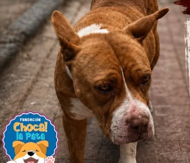 “La botaron a la calle”: perrita de edad avanzada lucha por sobrevivir tras ser abandonada