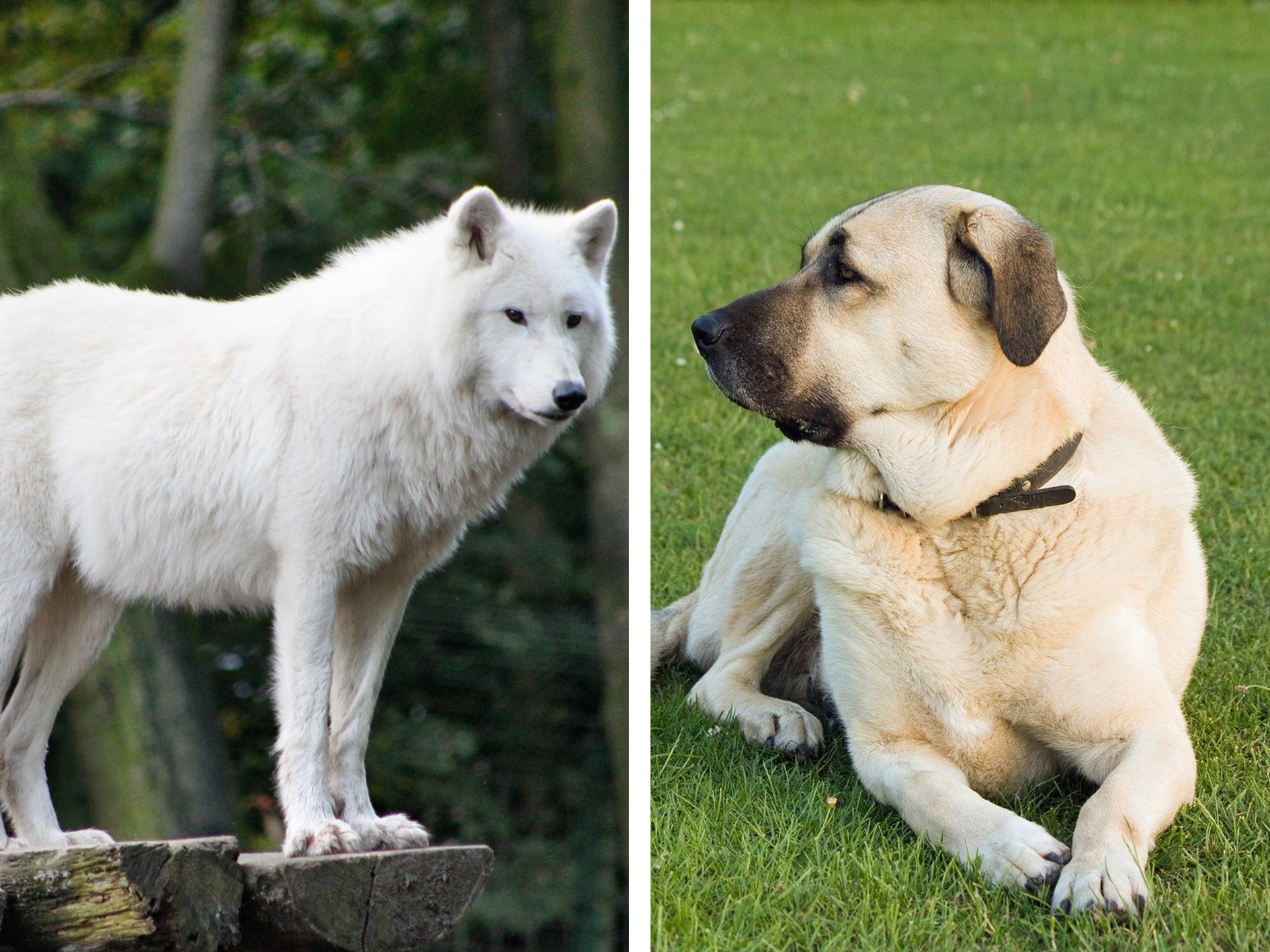 ¿Podría un perro unirse a una manada de lobos? Esto dice la ciencia