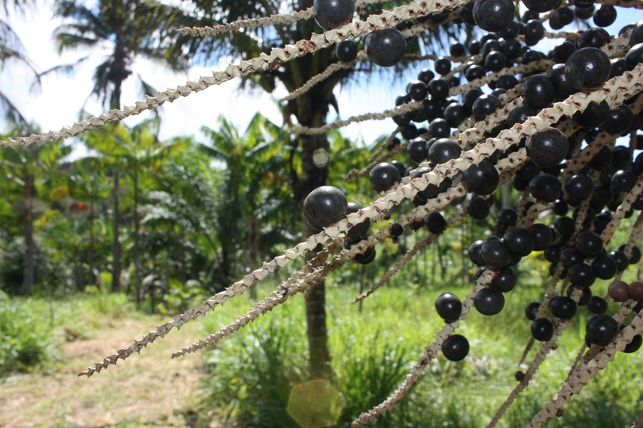 Cinco plantas amazónicas comunes en las chagras