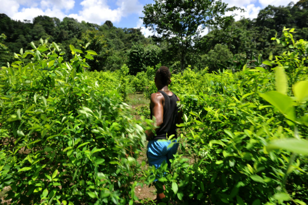 «Estas manos deberían tener un cuaderno»: raspachines de Tumaco