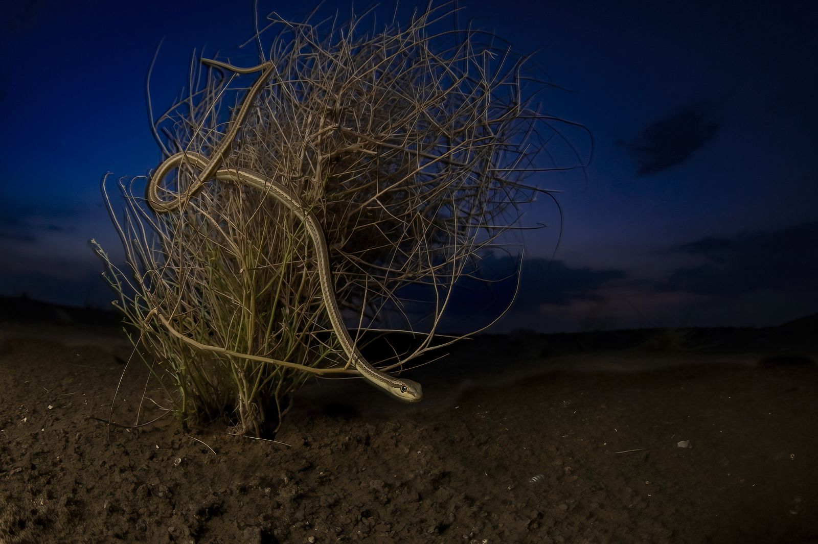 La belleza del desierto de Thar.