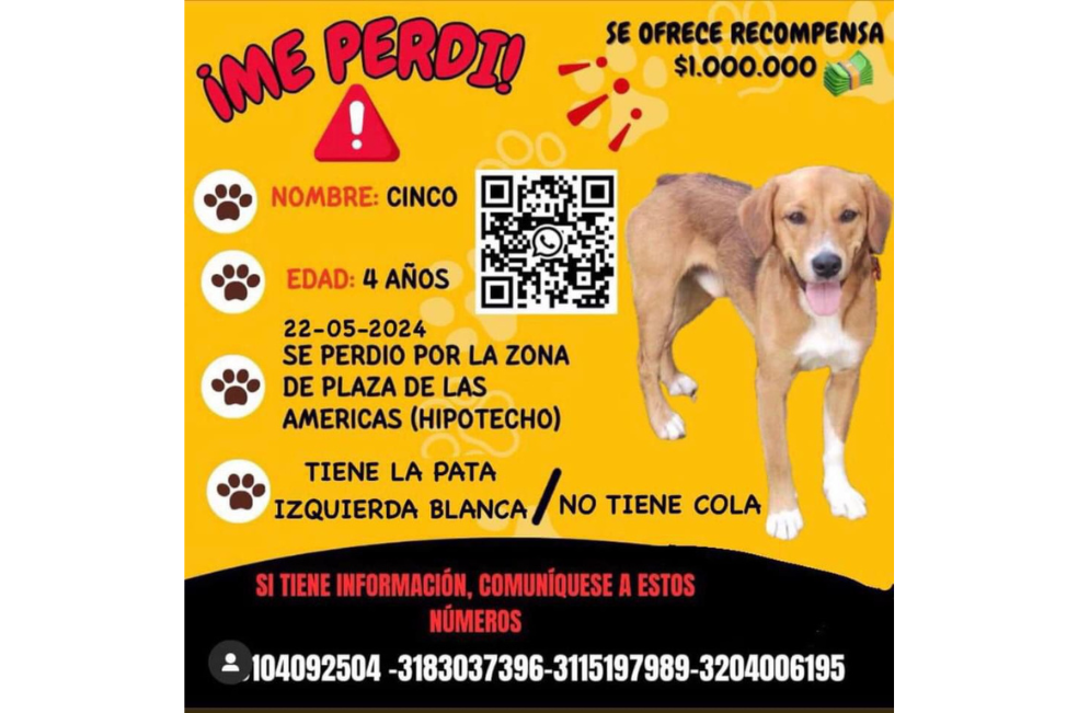 Cinco, perro perdido