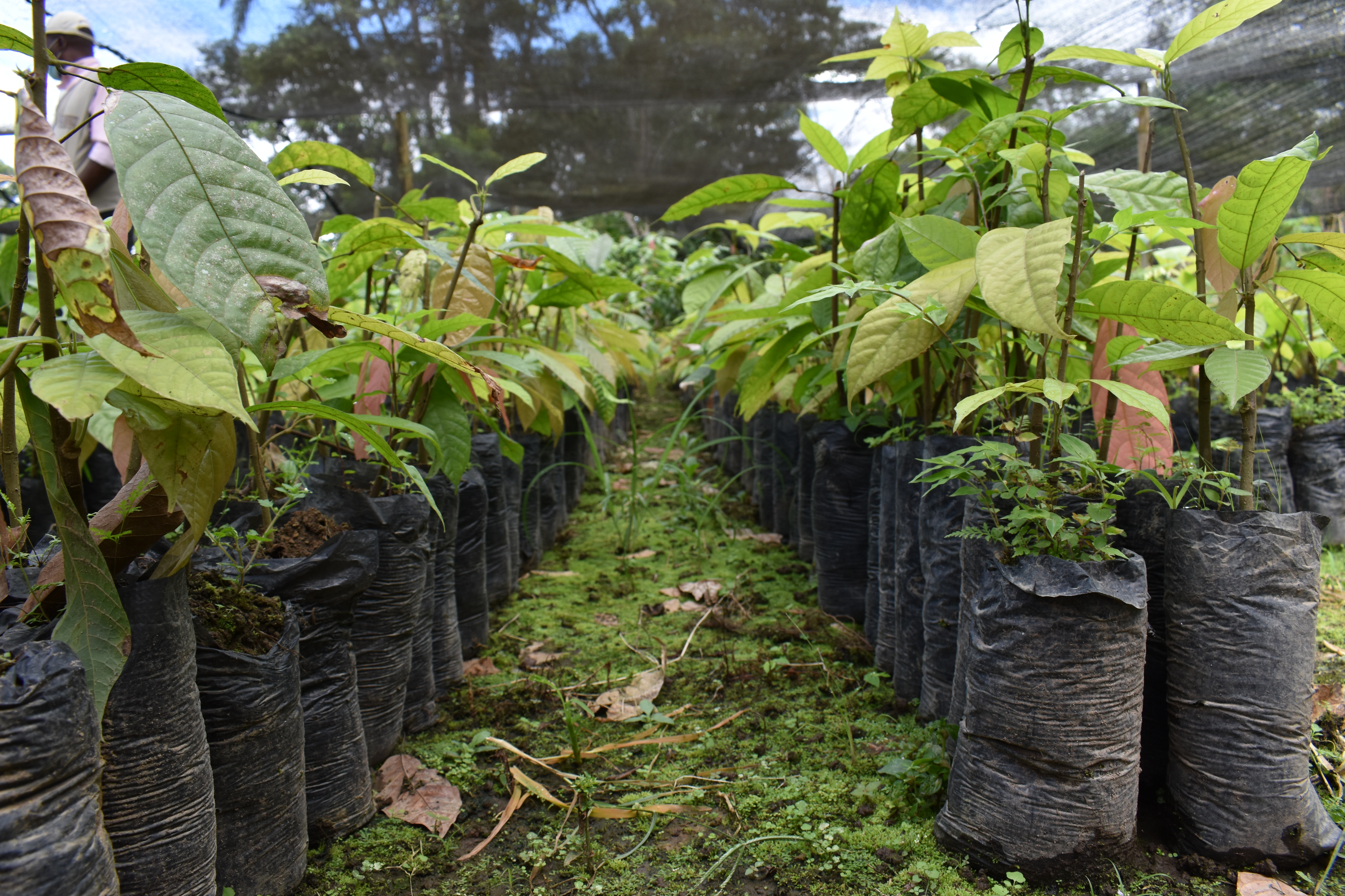 Así aportamos a la cadena de valor del cacao en Tumaco a través del Programa Rutas