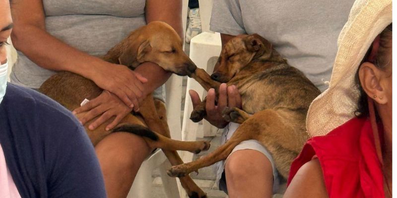 La estrategia provincial que busca fortalecer el cuidado animal en Cundinamarca