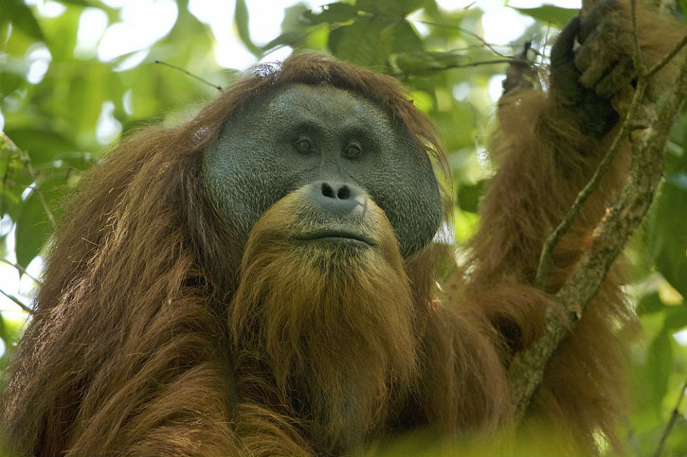 Así fue como un ciclón acabó con la vida de 58 orangutanes de la especie más amenazada