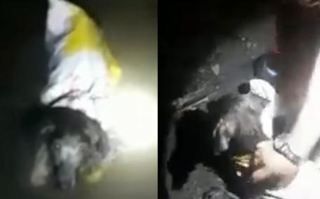 Nuevo caso de maltrato animal: perro fue arrojado a una quebrada en Lérida, Tolima