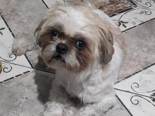 La mascota fue acogida en la casa del conductor, en la localidad de Fontibón.