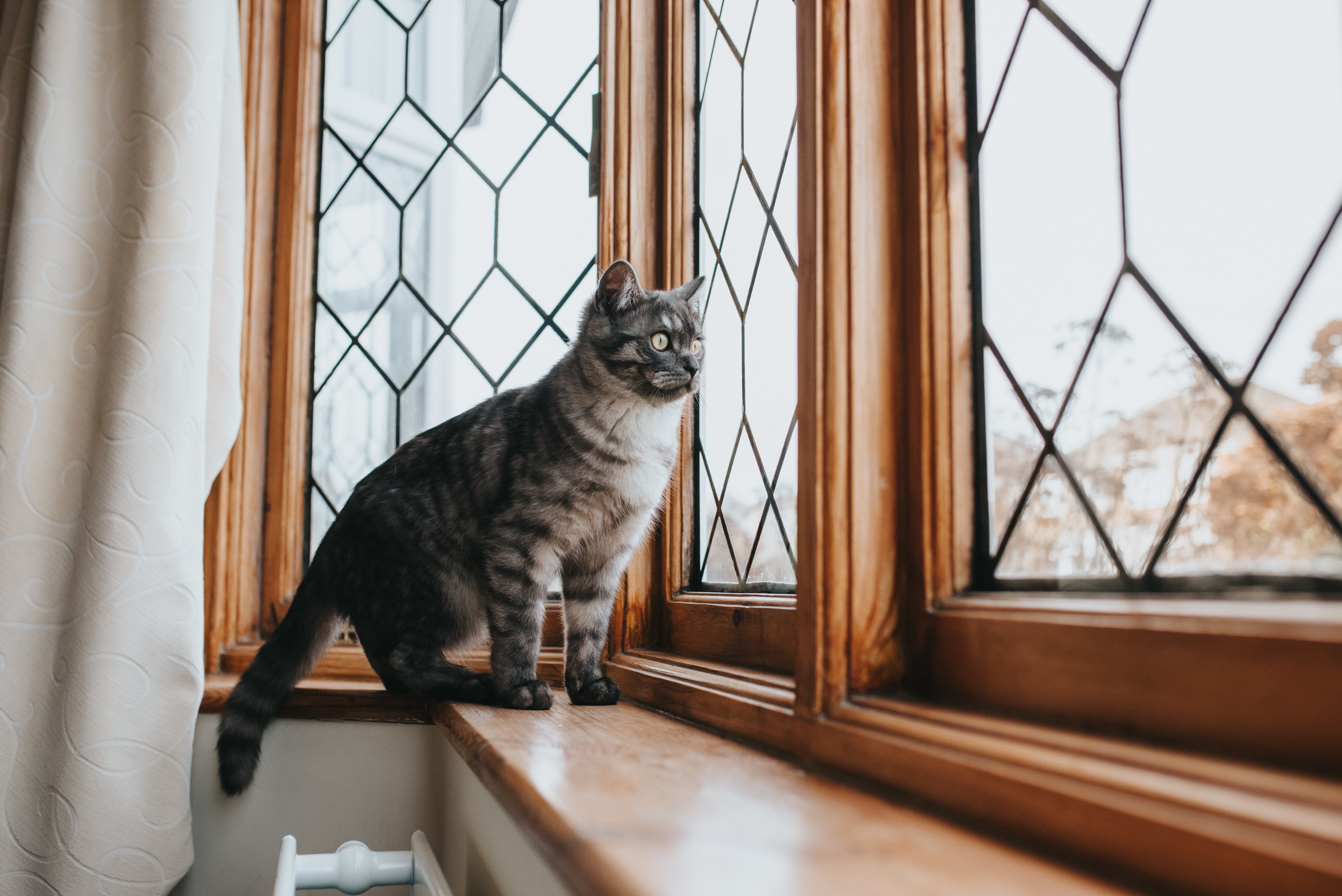 Señales de que su gato se quiere ir de la casa