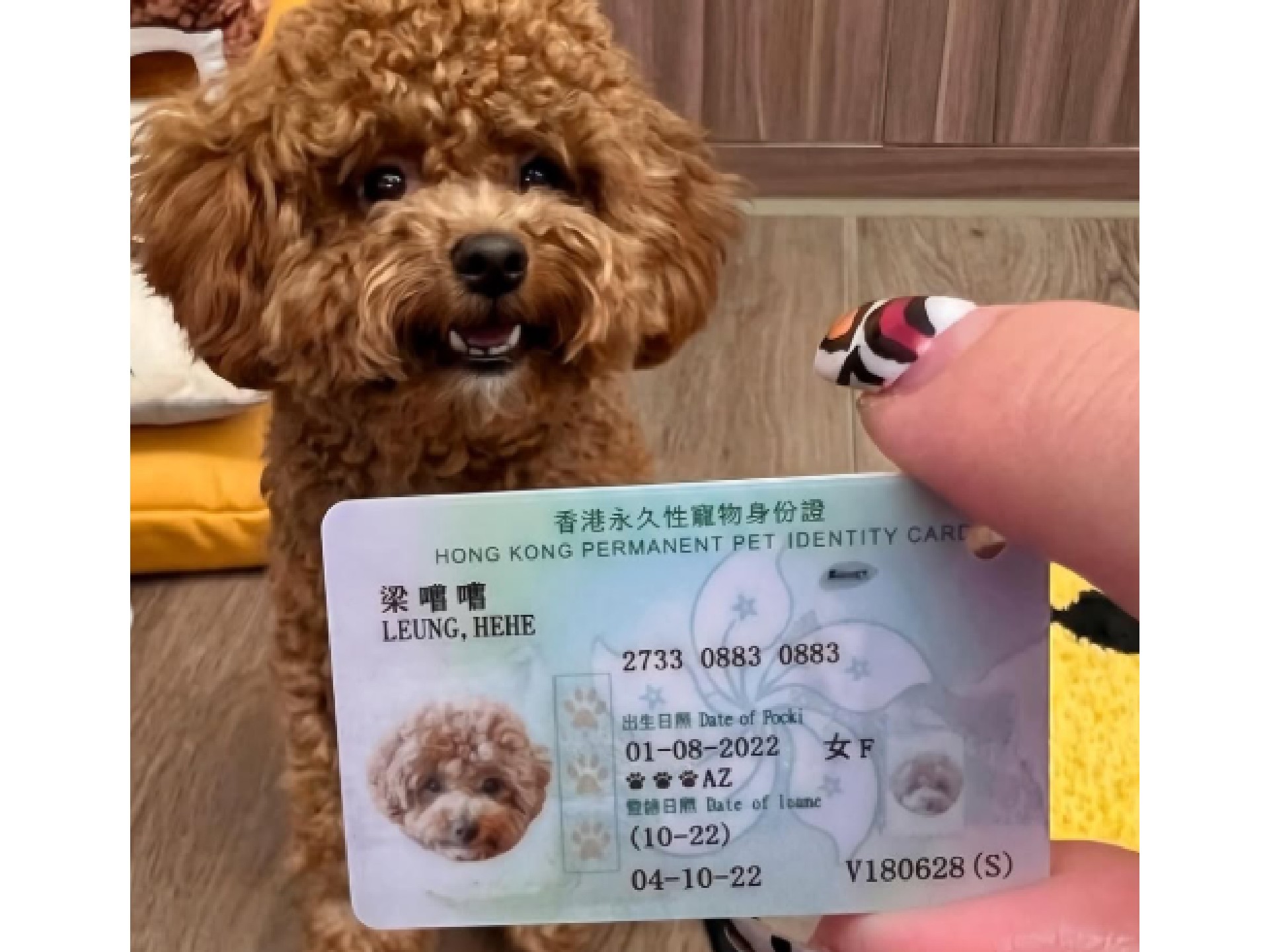 ¿Cédula para mascotas? Así funcionan en otros países y esta es la situación en Colombia