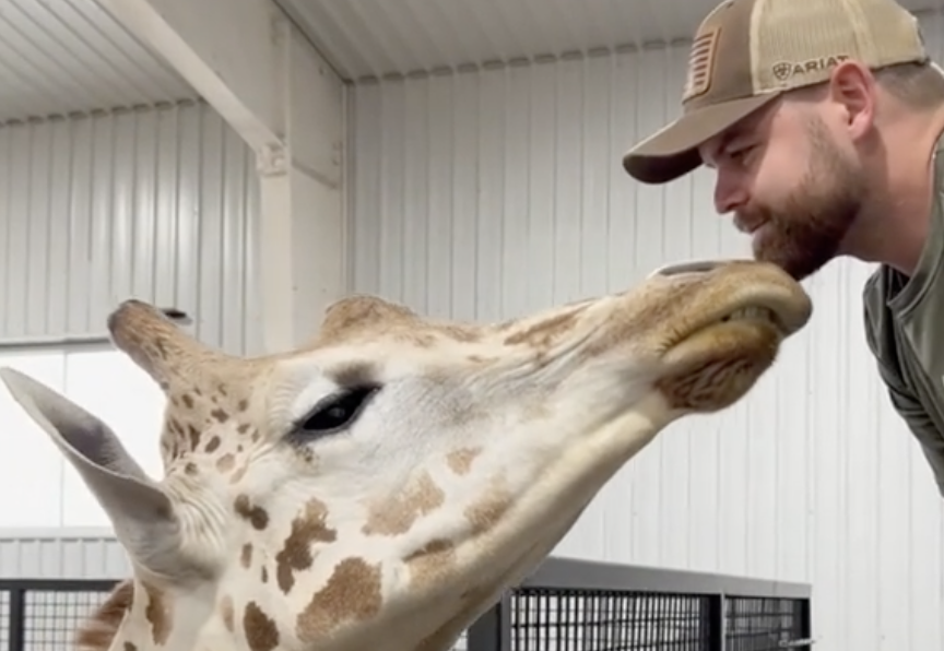 Quiropráctico de animales sanó a  una jirafa: ¿qué hizo?