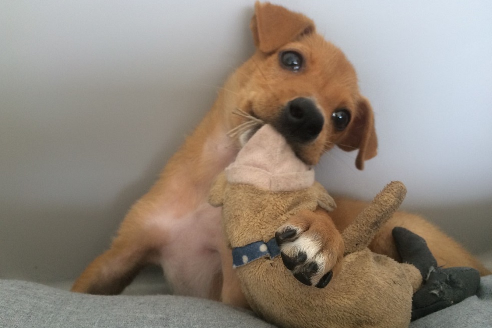 Lo mejor de tener mascotas...