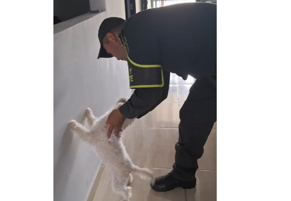 Perrito obedece más que muchos humanos: se dejó requisar de la policía