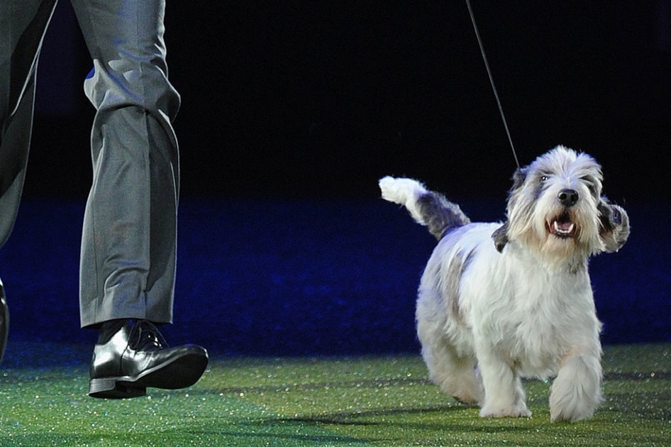 Secuestro de mascotas, un «negocio» lucrativo en Vietnam