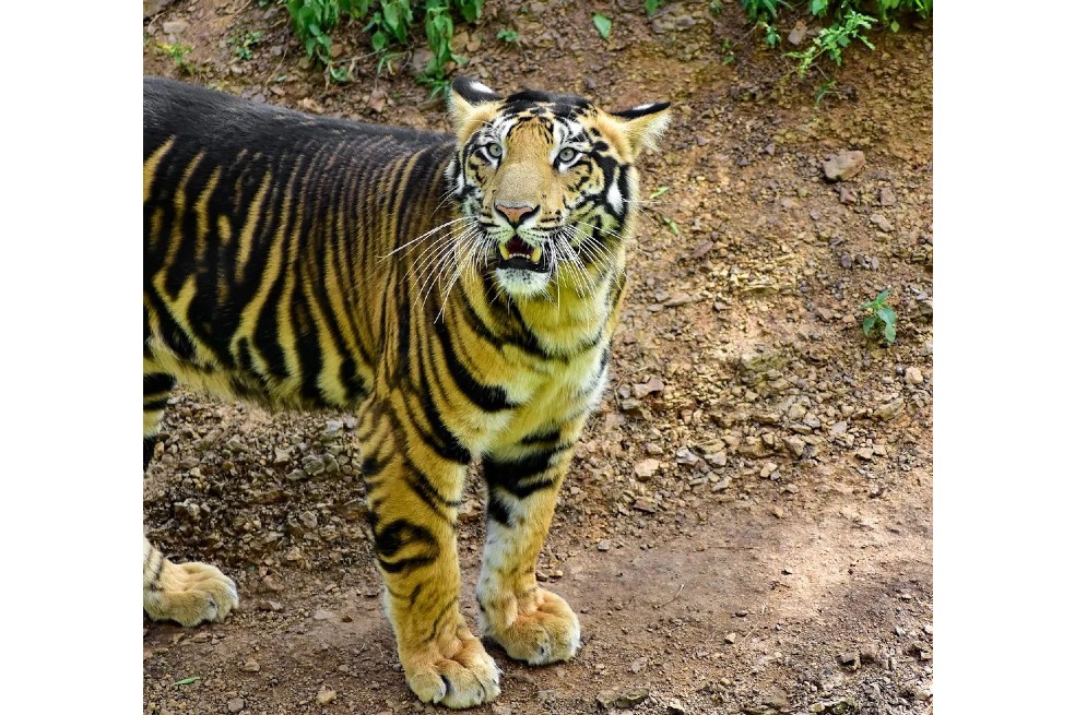 Foto: encuentran dos tigres negros en India