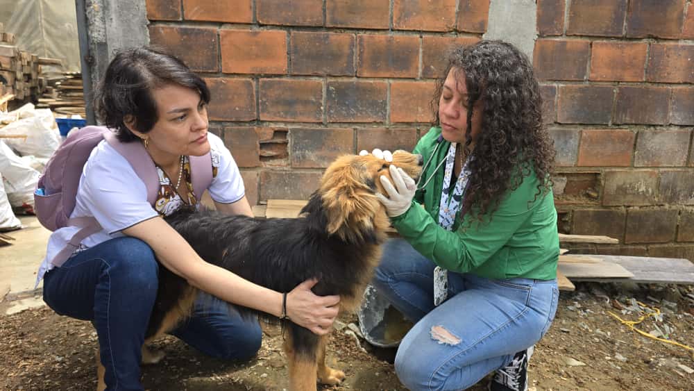 Rescatan a dos perritas en Armenia tras vivir en condiciones de maltrato