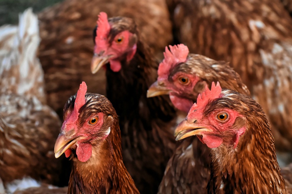 Pollos y huevos aumentaron su producción en 2023: este es el panorama del sector
