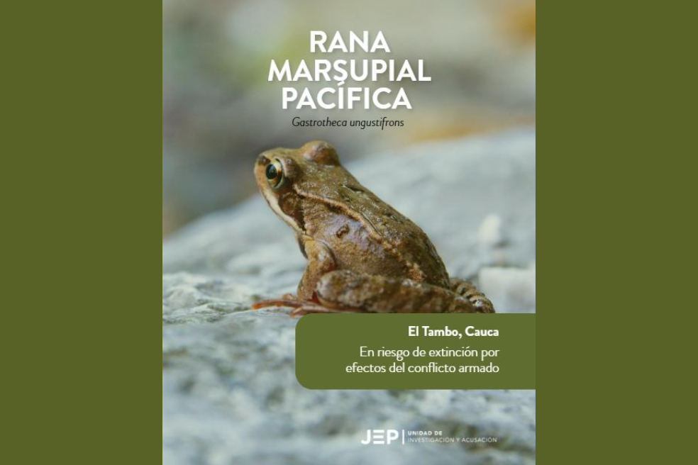 Rana marsupial pacífica (Gastrotheca angustifrons): Habita en los departamentos de Valle del Cauca, Cauca y Nariño. Colombia, siendo uno de los países con mayor biodiversidad de anfibios en el mundo, cuenta con 374 especies endémicas. De estas, 18 especies del género Atelopus y 18 del género Pristimantis están en riesgo.