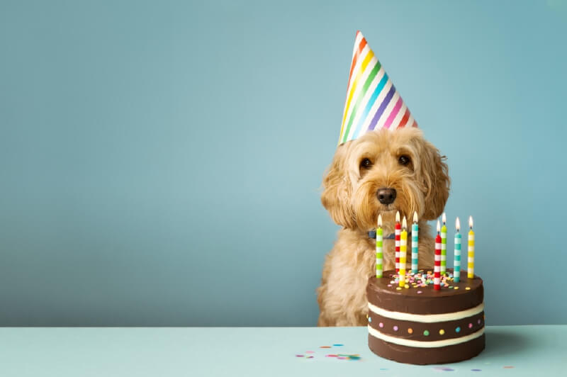 ¿Cuántos años tiene su perro?
