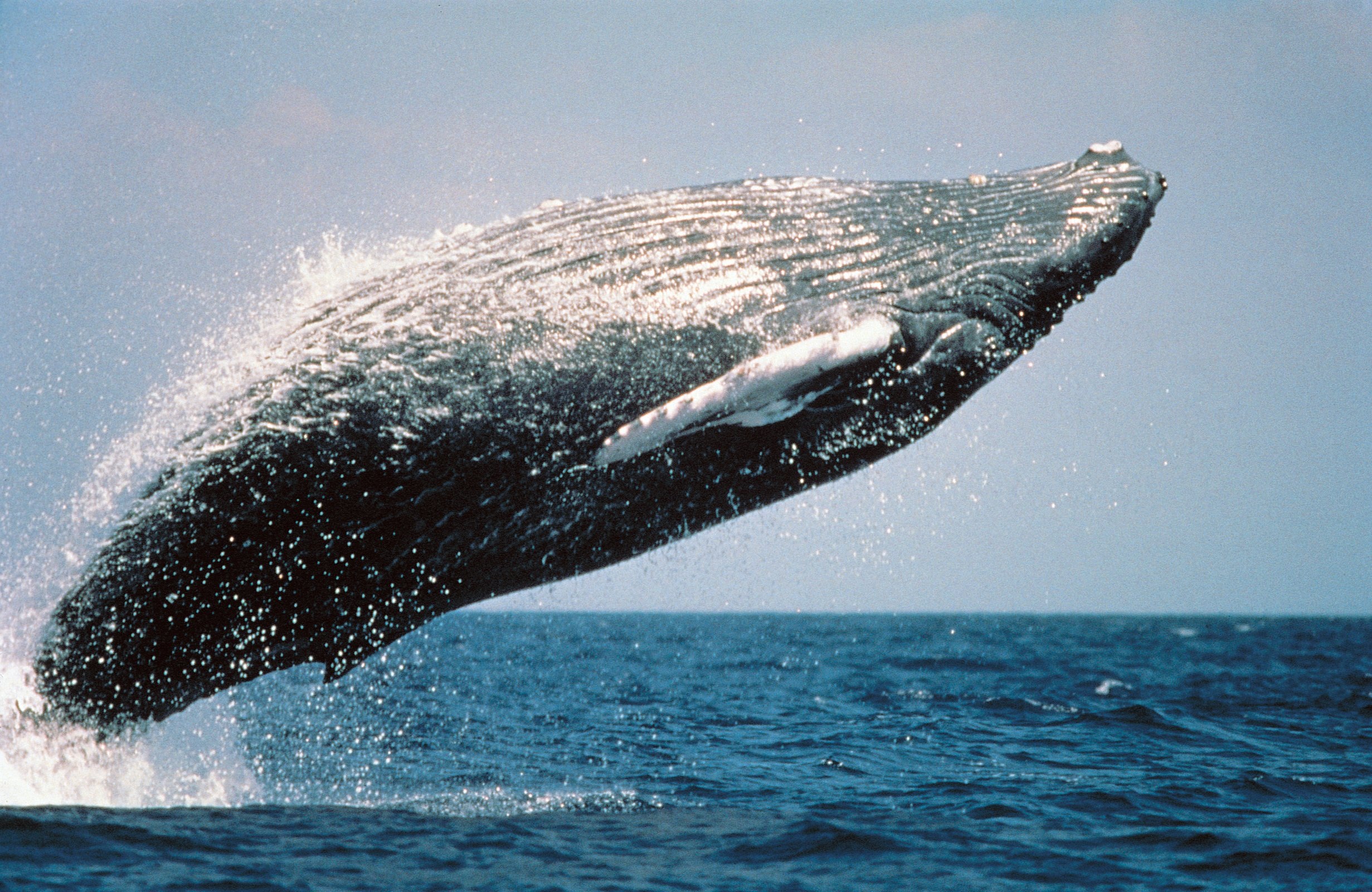 Científicos, preocupados porque el tamaño de algunas ballenas está disminuyendo