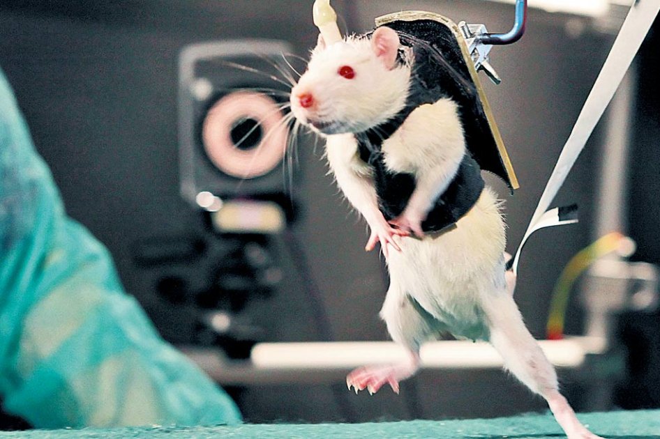 Rata parapléjica dio mil pasos