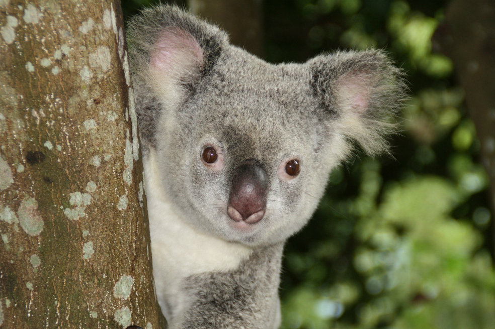 Los koalas desaparecen a un ritmo más rápido que la población mundial de animales