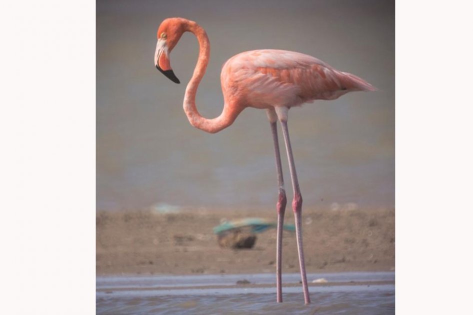 Los flamencos ya no llegan a La Guajira