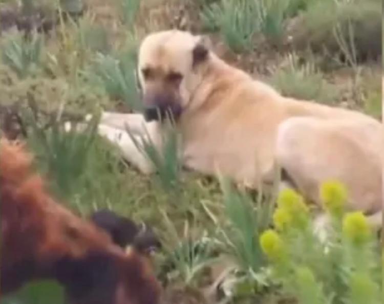 Emotivo: así encontraron a un perro desaparecido cuidando a una oveja embarazada
