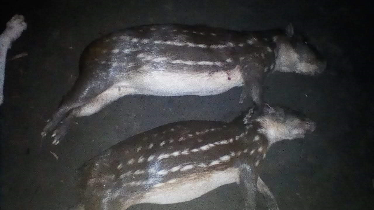 Dos lapas recién cazadas.