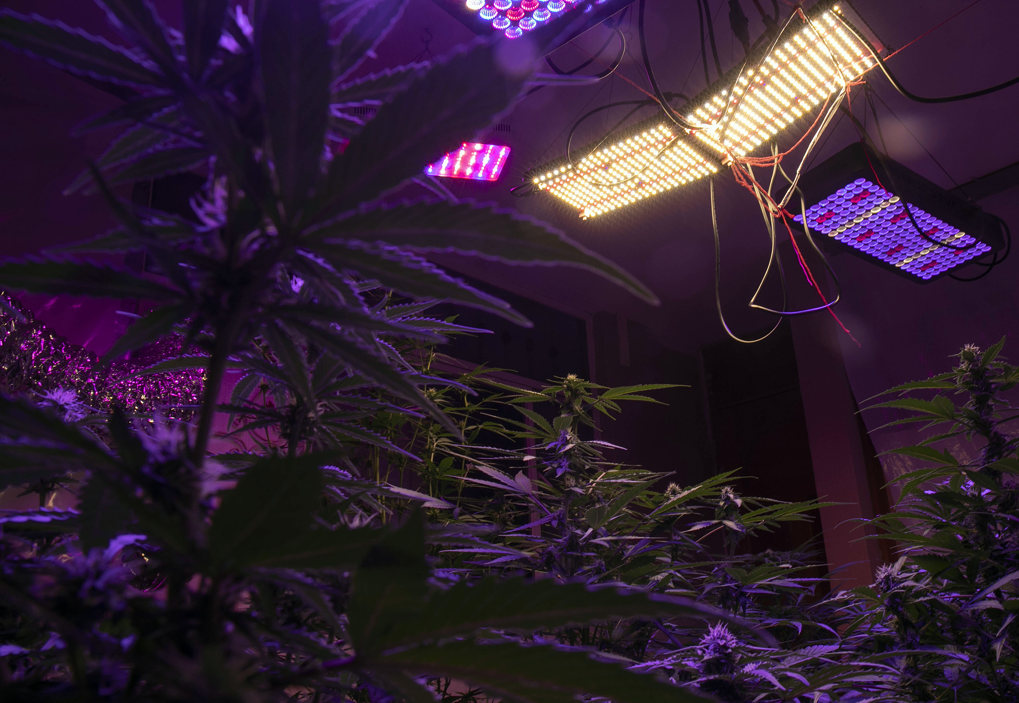 Día del 4/20: Qué significa y por qué relaciona a la marihuana