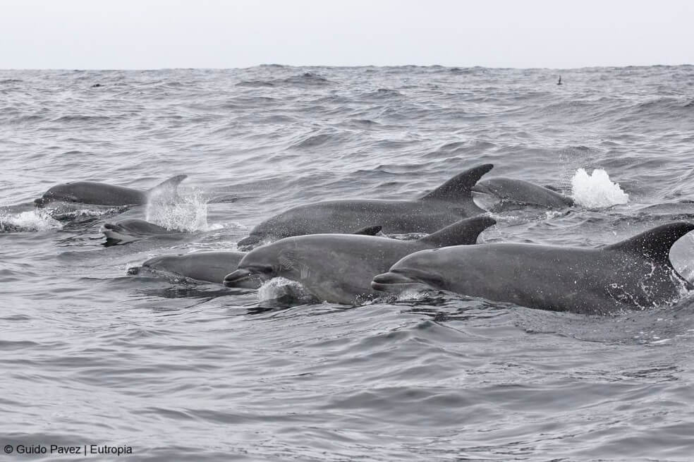 Los delfines hacen amigos igual que los humanos: buscando intereses en común