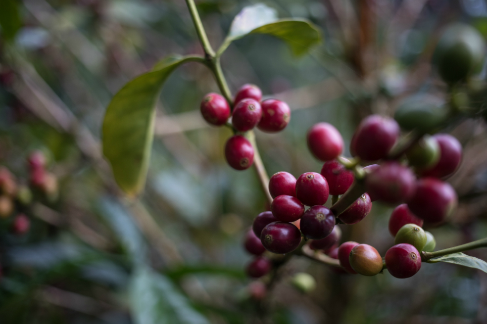 Cafeteros del Huila prenden las alarmas ante difícil situación de la caficultura