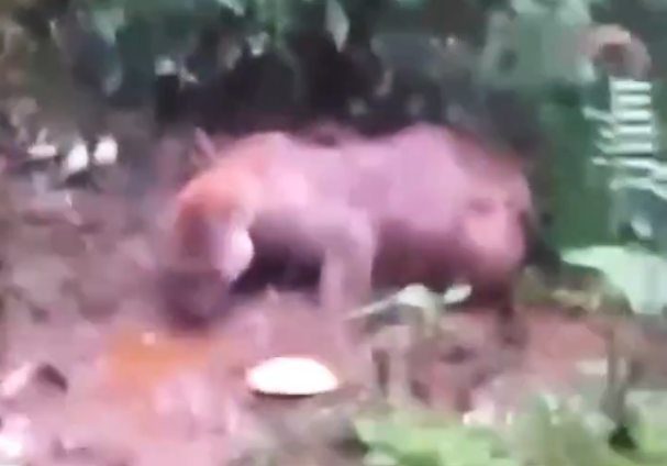 Capturaron a sujeto que asesinó a puma concolor en Caldono, Cauca
