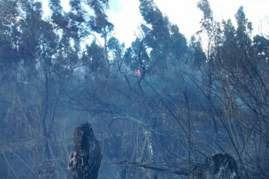 Habitante de calle, señalado de iniciar incendio forestal en el sur de Bogotá