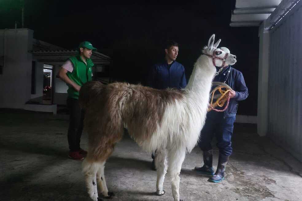 Esto es lo que debe saber si quiere ser hogar de paso para animales de granja