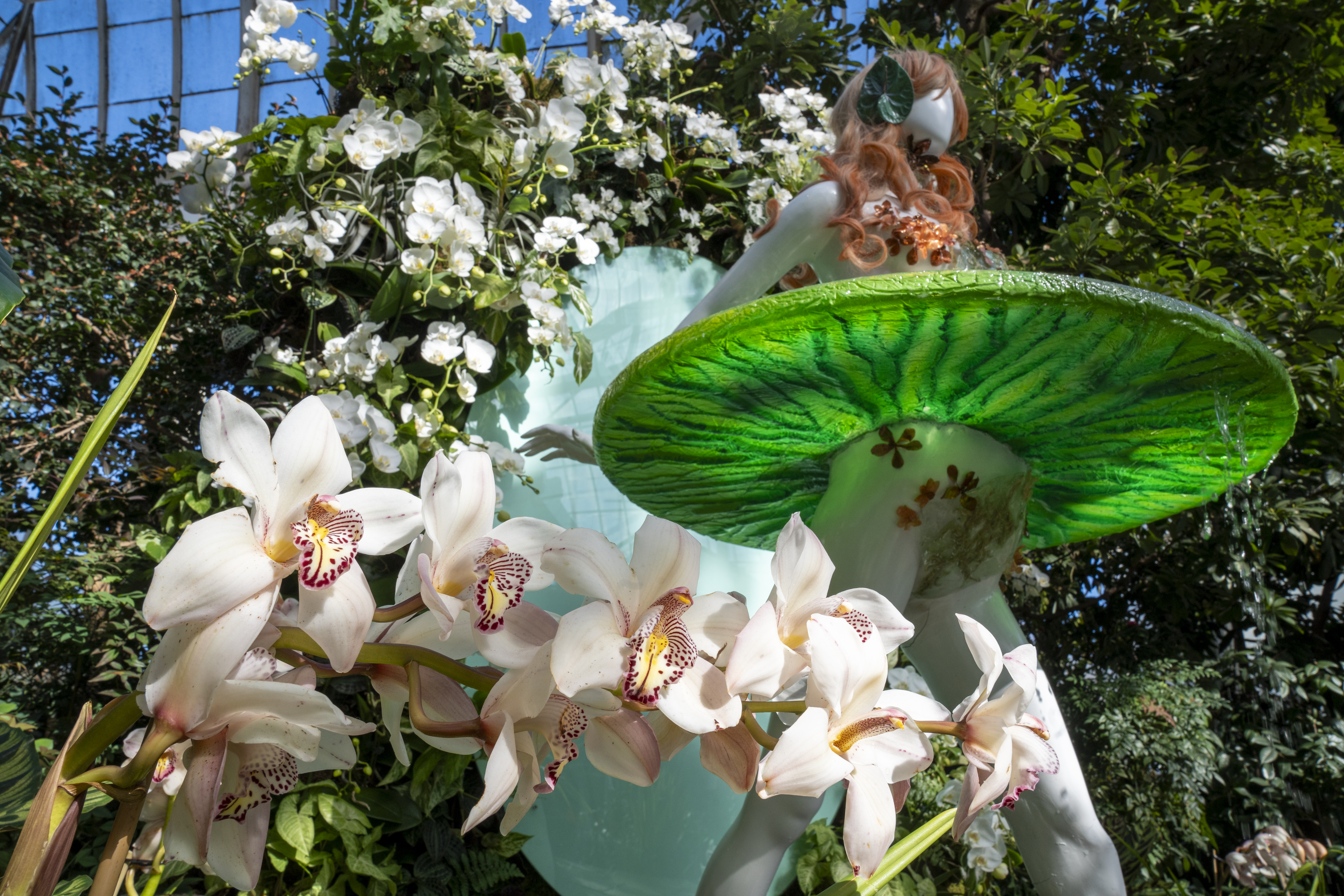 Las orquídeas que se roban las miradas en el Jardín Botánico de Nueva York