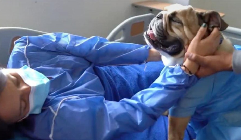 Joven con cáncer pidió comida para perros y gatos en lugar de flores para su funeral