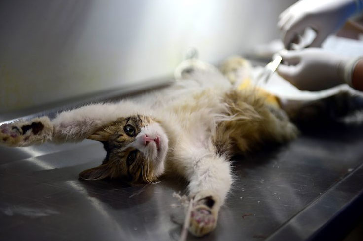 Urgencias veterinarias gratuitas para perros y gatos de estratos 1 y 2 sería una realidad