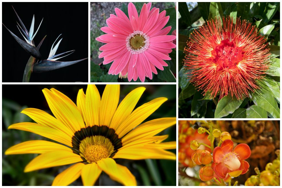 La exposición Orquídeas, pájaros y flores se toma el Jardín Botánico de Medellín